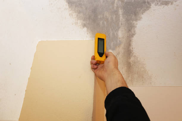 Best Forensic Mold Investigation  in Murrieta, CA