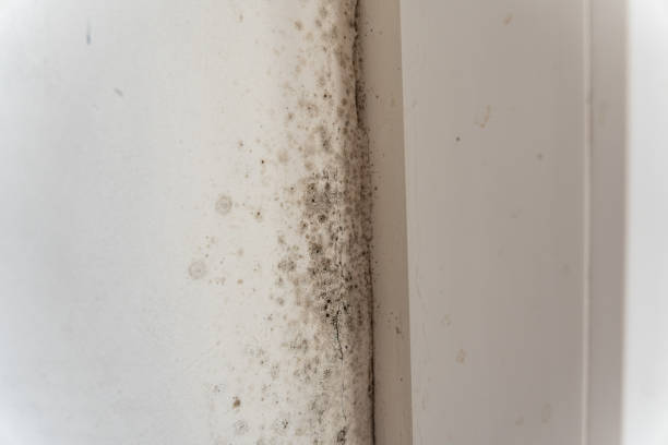 Forensic Mold Investigation in Murrieta, CA